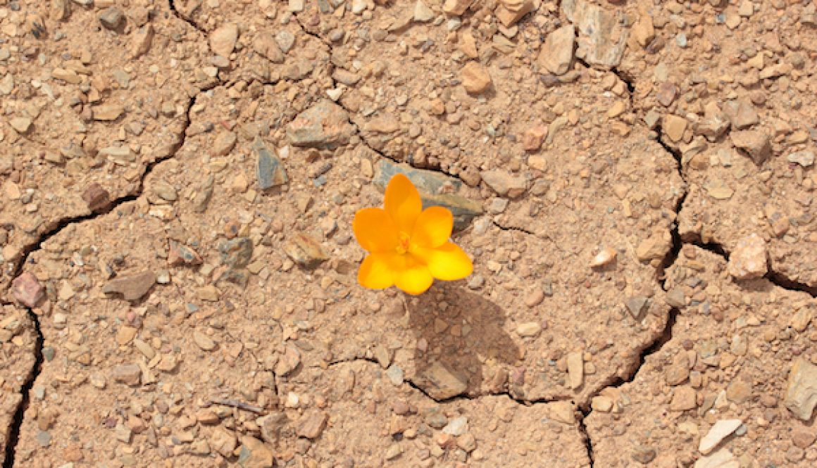 Yellow crocus on cracked soil. Climate change.