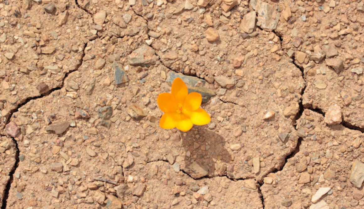 Yellow crocus on cracked soil. Climate change. Yellow crocus on cracked soil. Climate change.