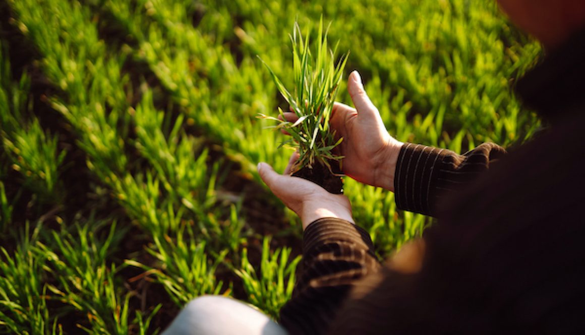 Farmer check his crop plant in the field. Farmer examining young wheat crop plant in agricultural.